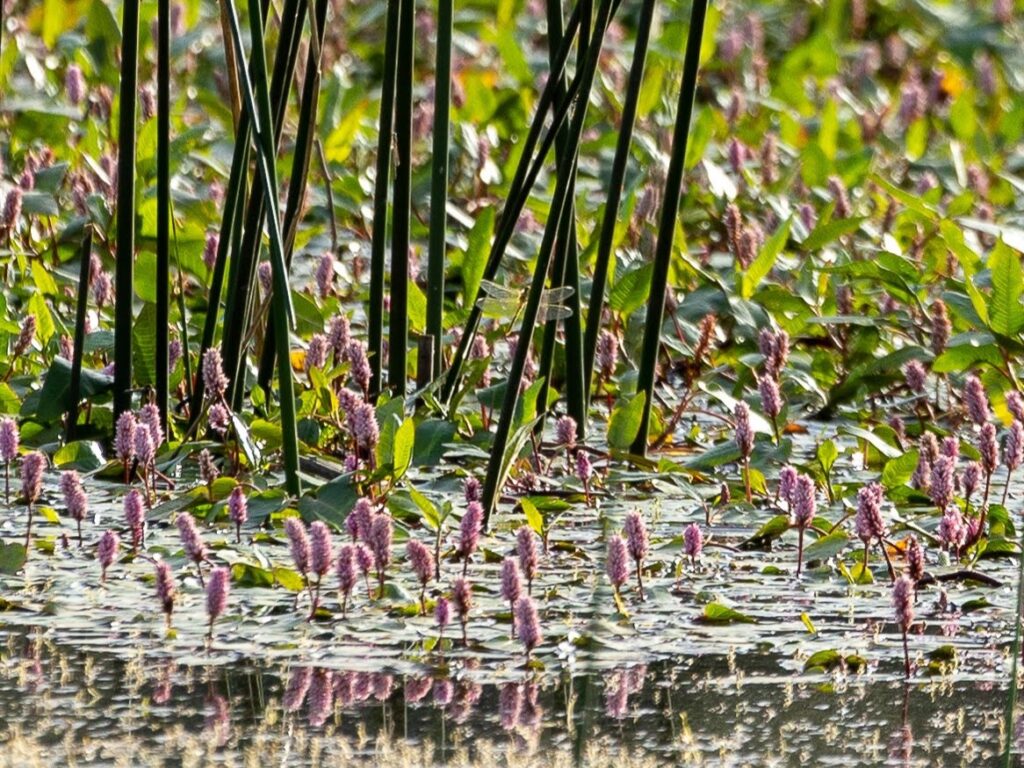 paraje-natural-la-laguna-talayuelas